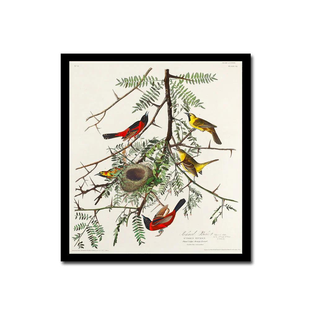 Orchard Oriole by John J. Audubon