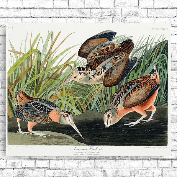 American Woodcock by John J. Audubon