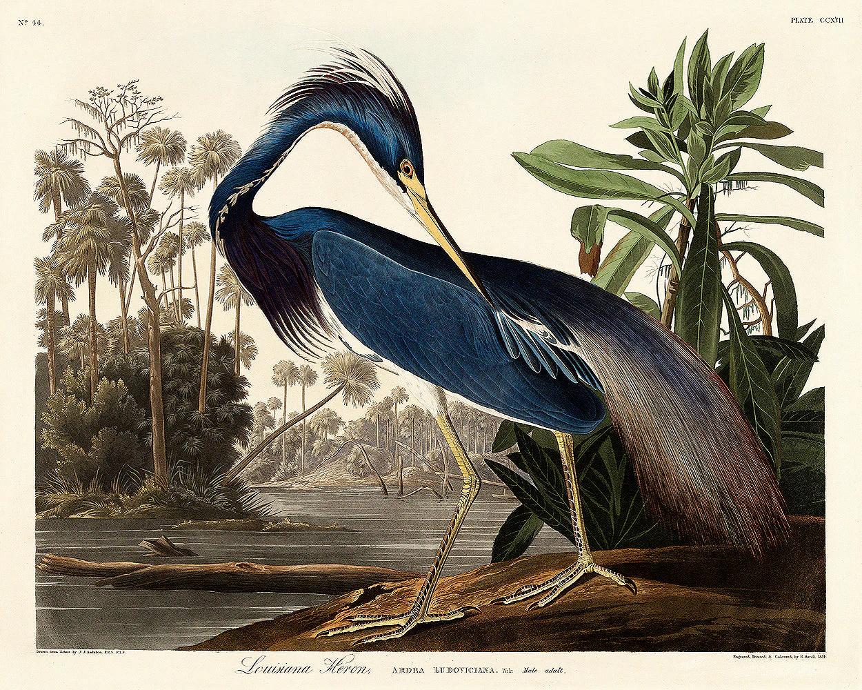 Louisiana Heron by John J. Audubon