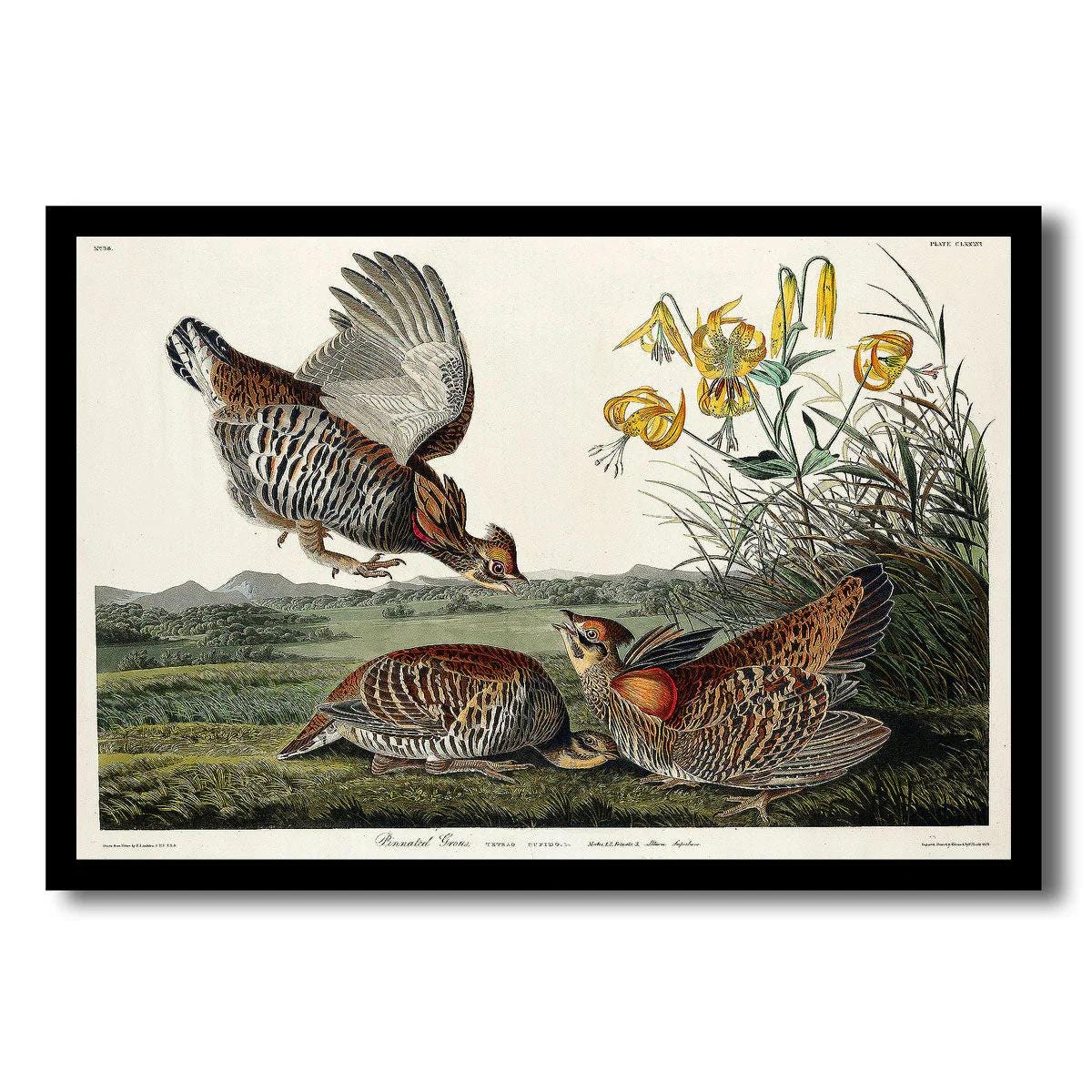 Pinnated Grouse by John J. Audubon