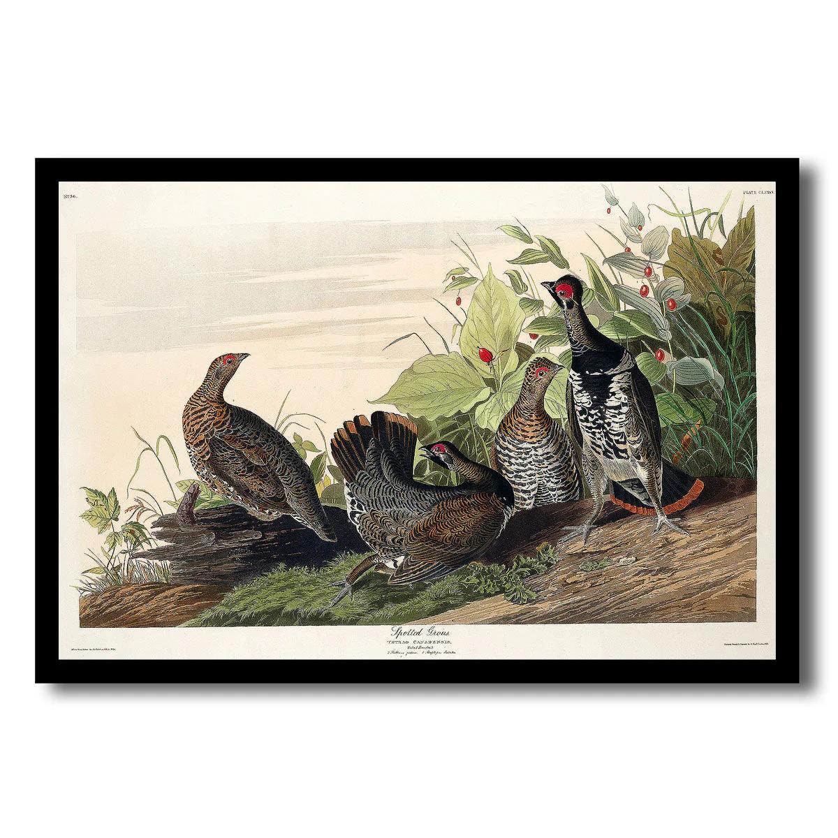 Spotted Grouse by John J. Audubon