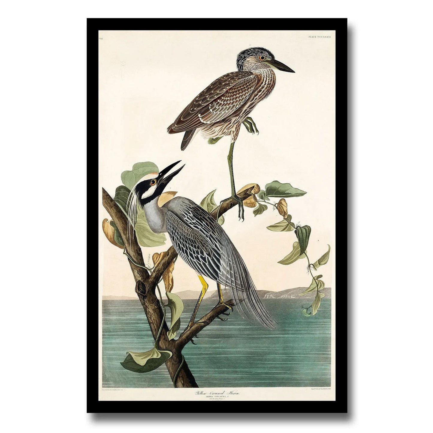 AA-Yellow-Crowned Heron by John J. Audubon