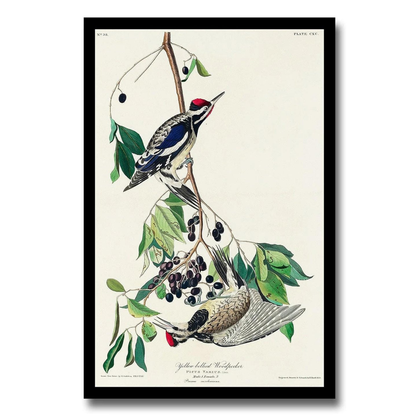 Yellow bellied Woodpecker by John J. Audubon