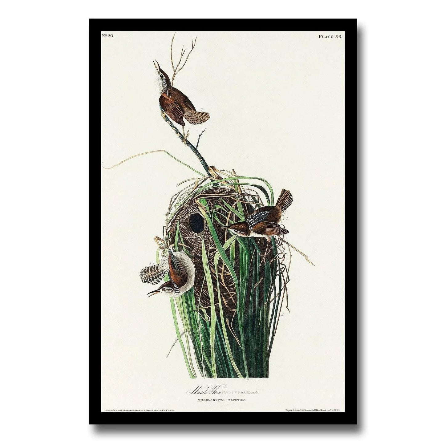 Marsh-Wren by John J. Audubon