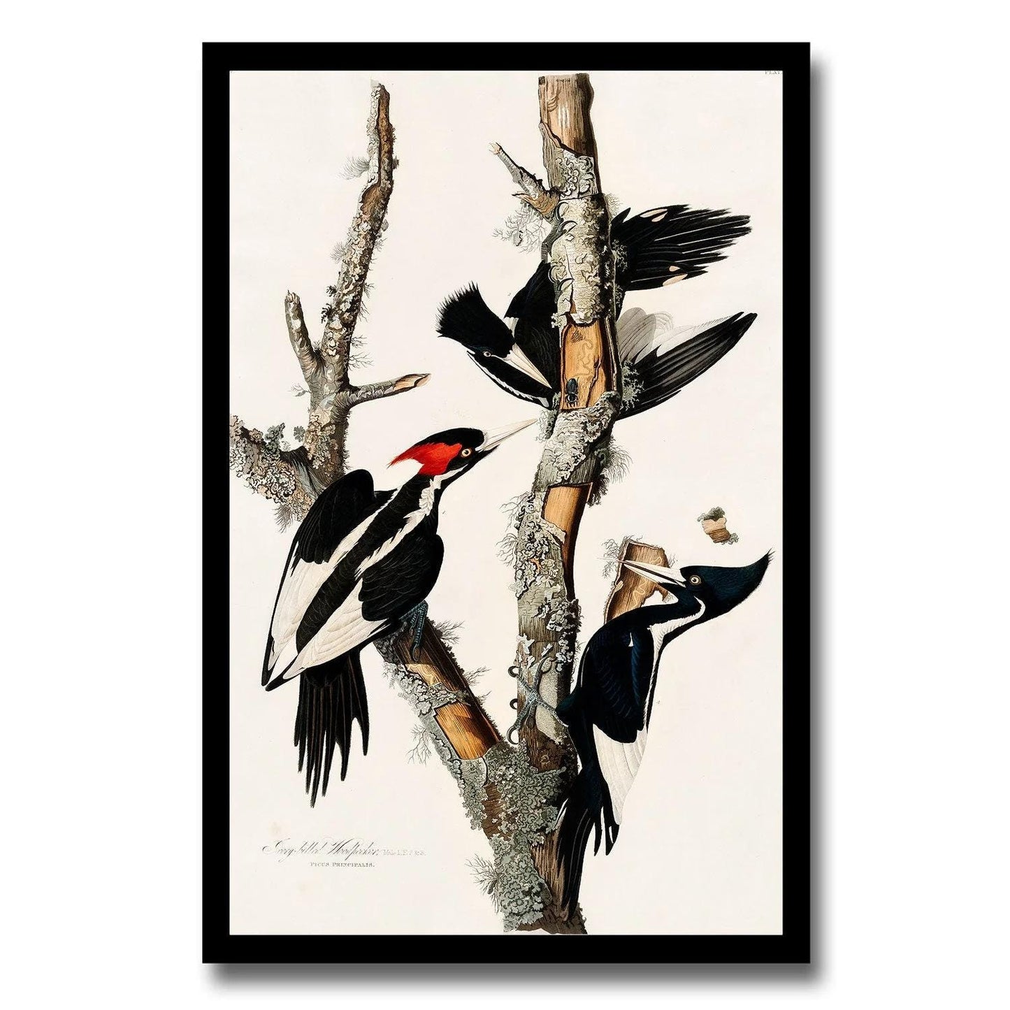 Ivory-billed Woodpecker by John J. Audubon