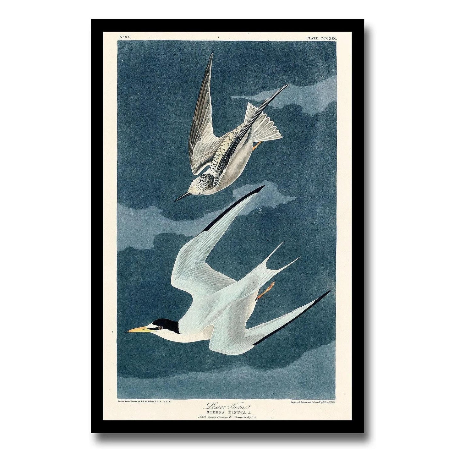 Lesser Tern by John J. Audubon