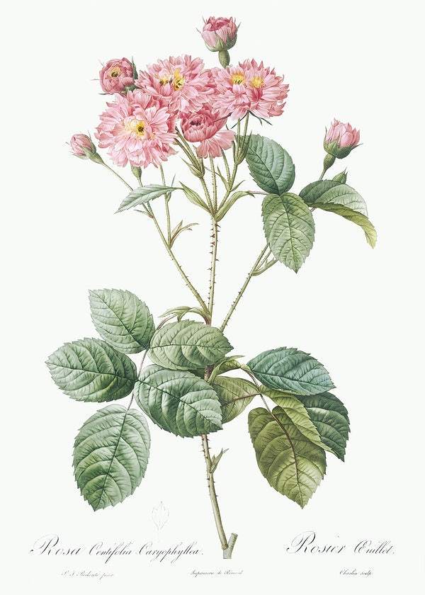 Carnation Petalled Variety of Cabbage Rose by Pierre-Joseph Redouté (1817-24)