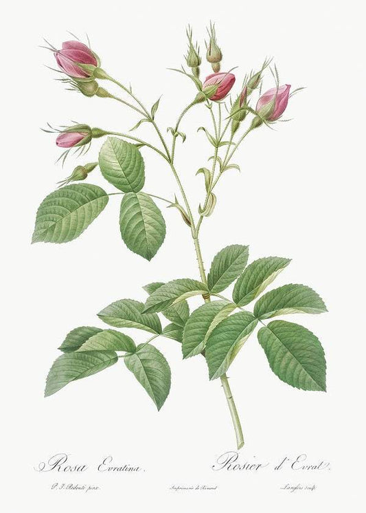 Evrat's Rose with Crimson Buds by Pierre-Joseph Redouté (1817-24)