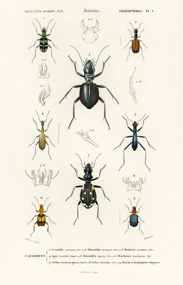 Different types of beetles illustrated by Charles Dessalines D' Orbigny