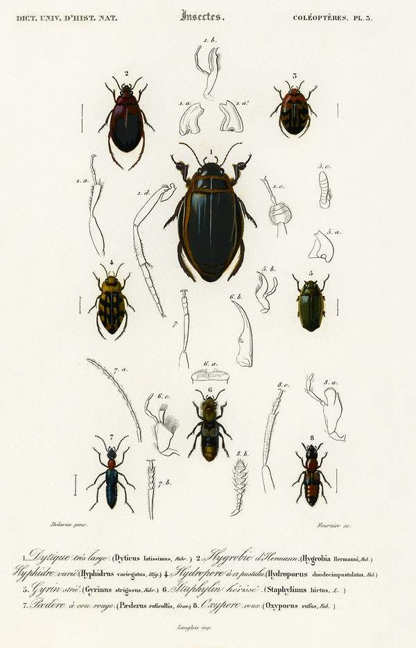 Different types of beetles by Charles Dessalines D' Orbigny