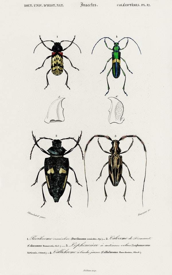 Different types of beetles by Charles Dessalines D' Orbigny