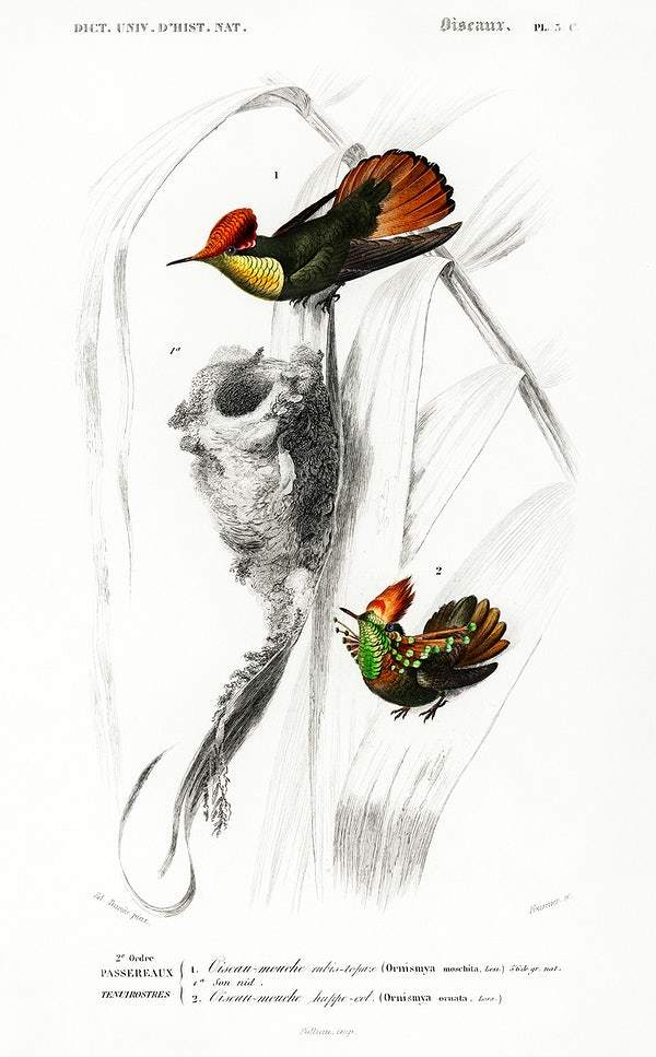 Different types of birds illustrated by Charles Dessalines D' Orbigny