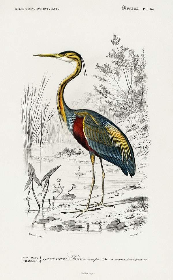 Purple heron (Ardea purpurea) illustrated by Charles Dessalines D' Orbigny