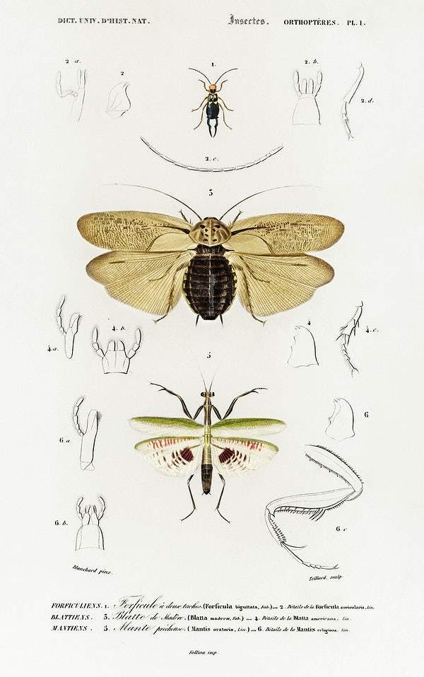 Different types of insects by Charles Dessalines D' Orbigny