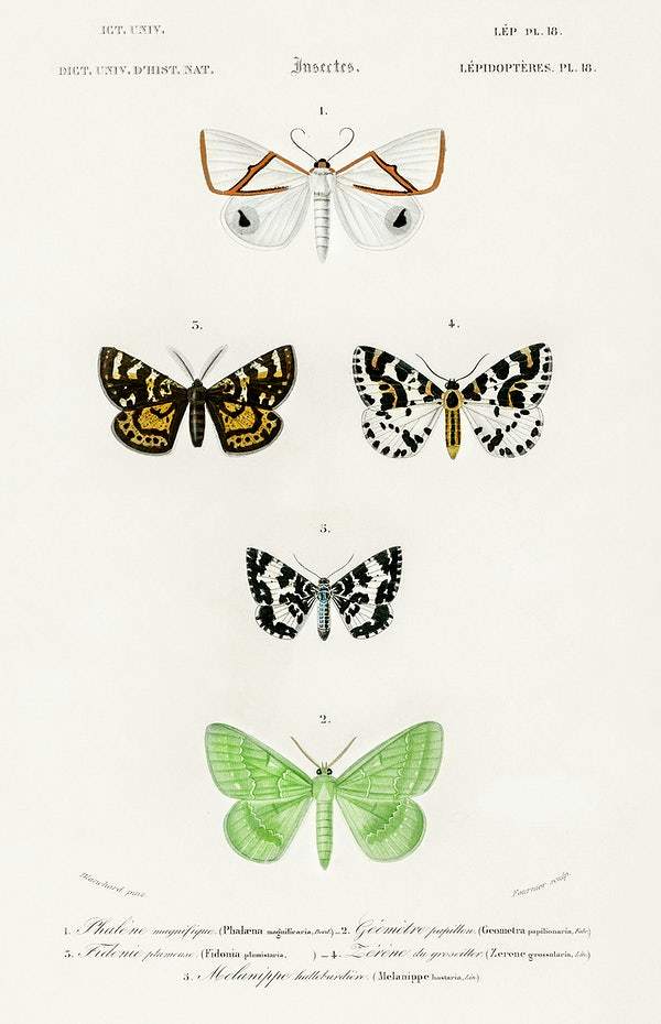 Collection of moths illustrated by Charles Dessalines D' Orbigny