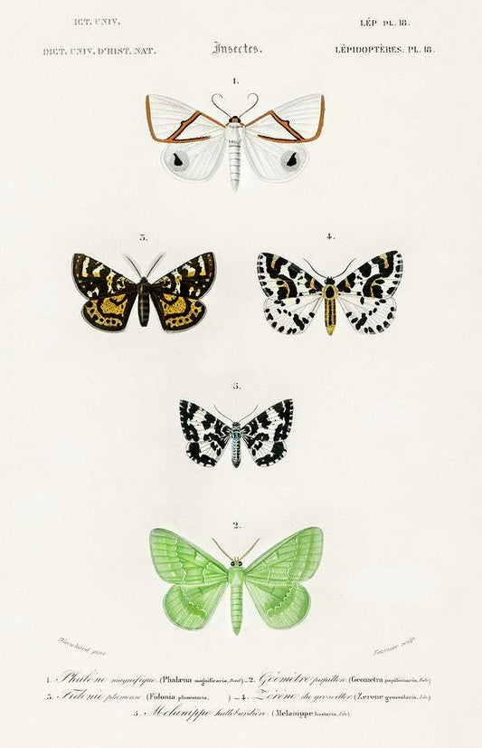 Collection of moths illustrated by Charles Dessalines D' Orbigny