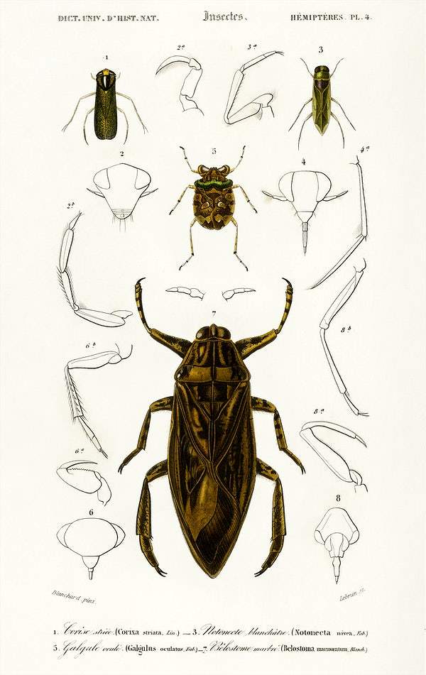 Different types of insects illustrated by Charles Dessalines D' Orbigny