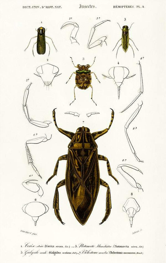 Different types of insects illustrated by Charles Dessalines D' Orbigny