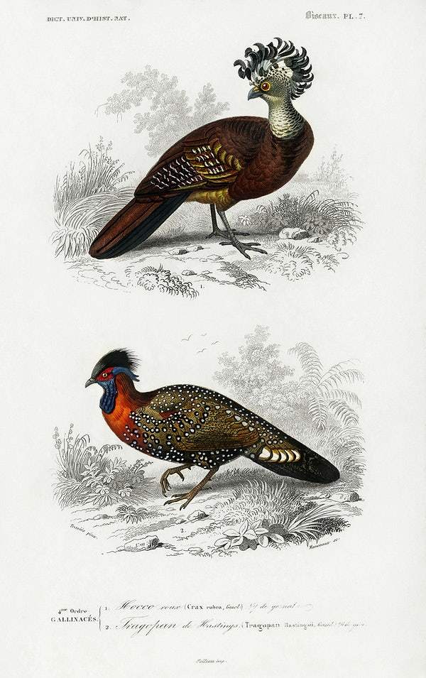 Different types of birds illustrated by Charles Dessalines D' Orbigny