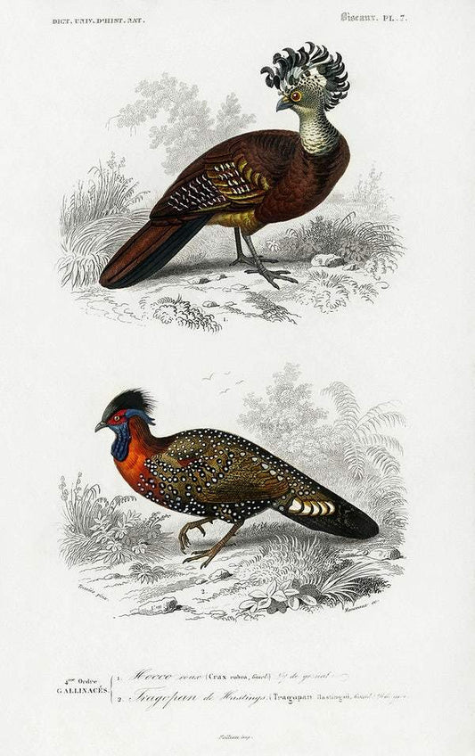 Different types of birds illustrated by Charles Dessalines D' Orbigny