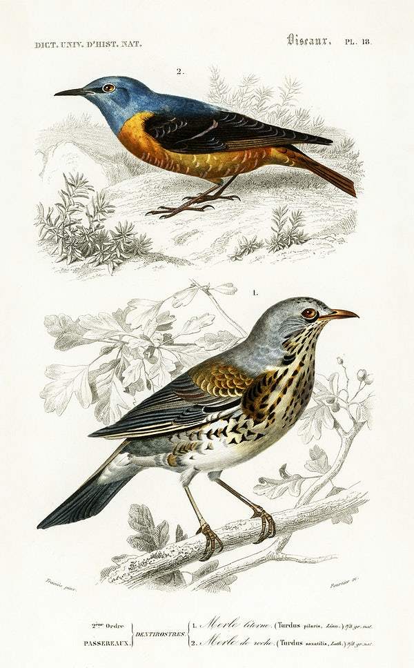 Different types of birds by Charles Dessalines D' Orbigny