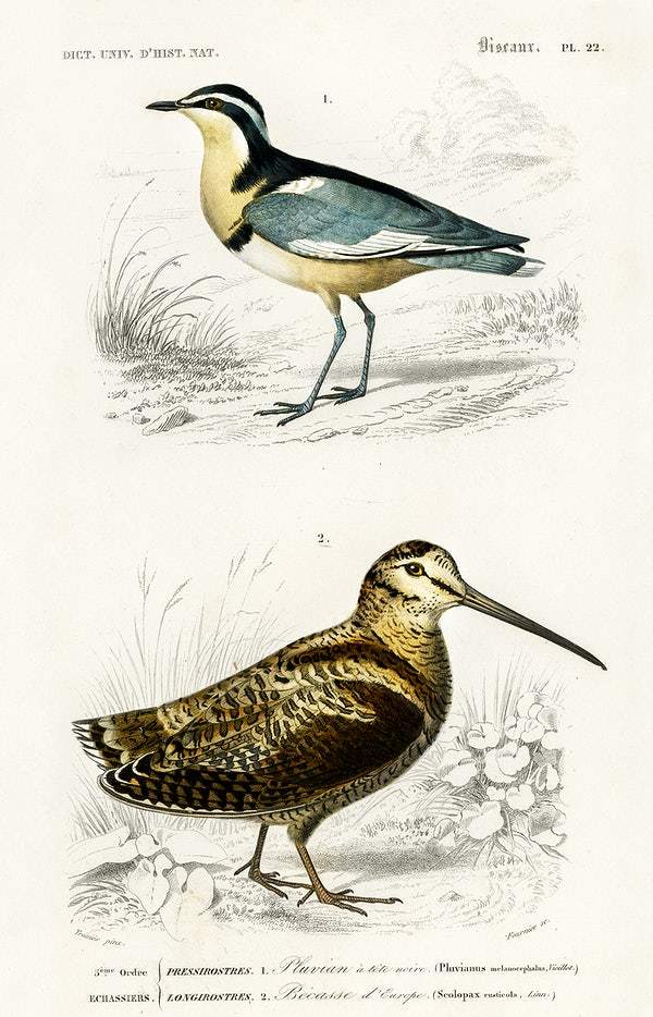 Different types of birds illustrated by Charles Dessalines D' Orbigny