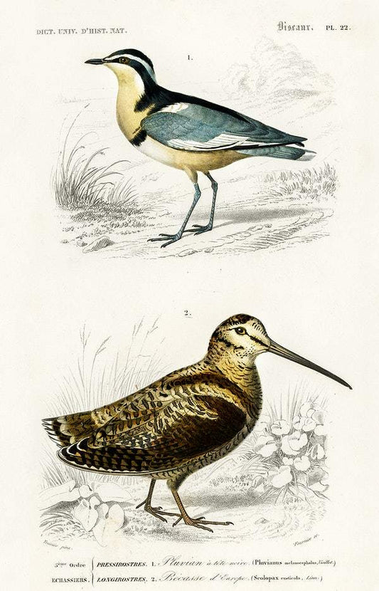 Different types of birds illustrated by Charles Dessalines D' Orbigny
