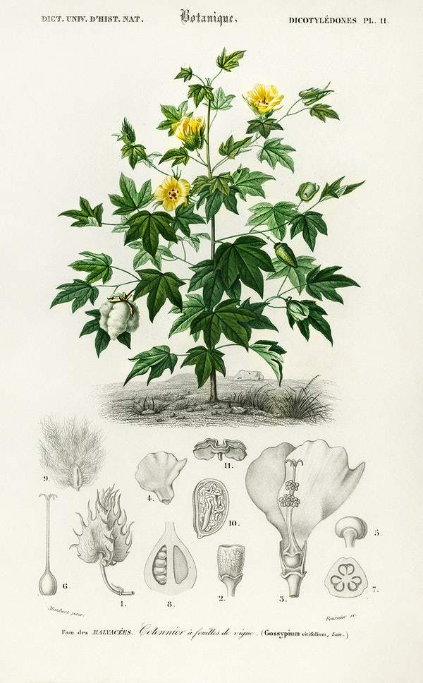 Sea Island cotton (gossypium vitifolium) illustrated by Charles Dessalines D' Orbigny