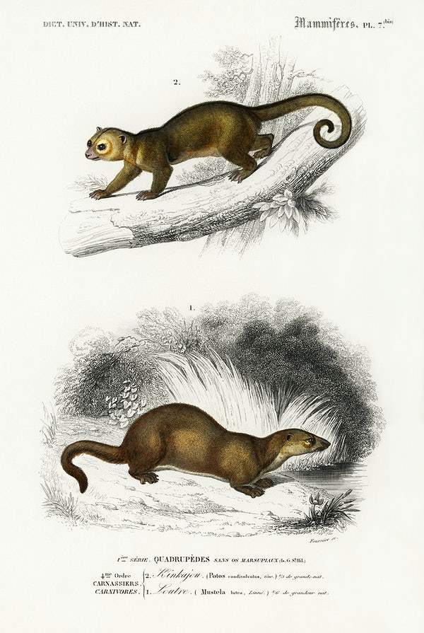 Kinkajou (Potos caudivolvulus) and The European Otter (Mustela Lutra) by Charles Dessalines D' Orbigny