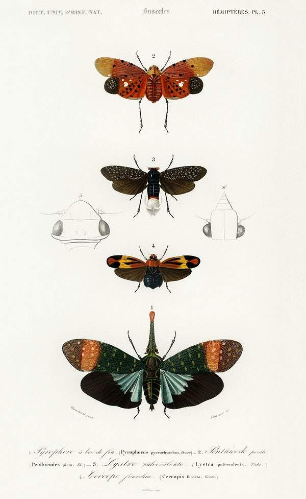Collection of moths illustrated by Charles Dessalines D' Orbigny
