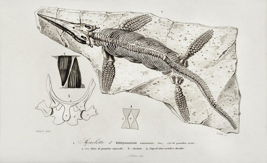 Chthyosaurus illustrated by Charles Dessalines D' Orbigny
