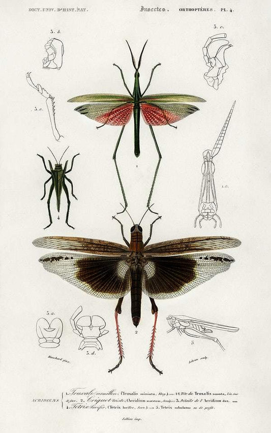 Different types of bugs illustrated by Charles Dessalines D' Orbigny