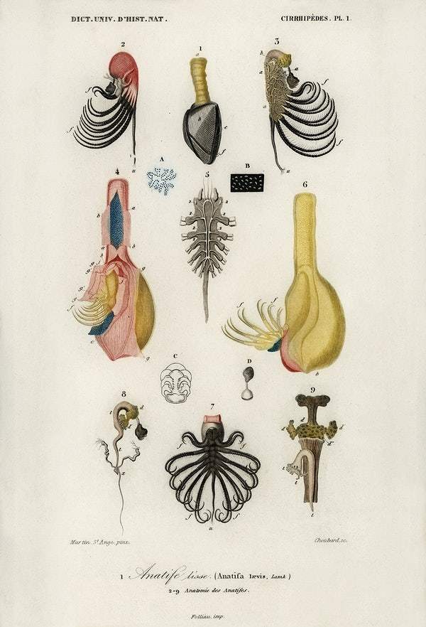 Anatifa Laevis illustrated by Charles Dessalines D' Orbigny by Charles Dessalines D' Orbigny