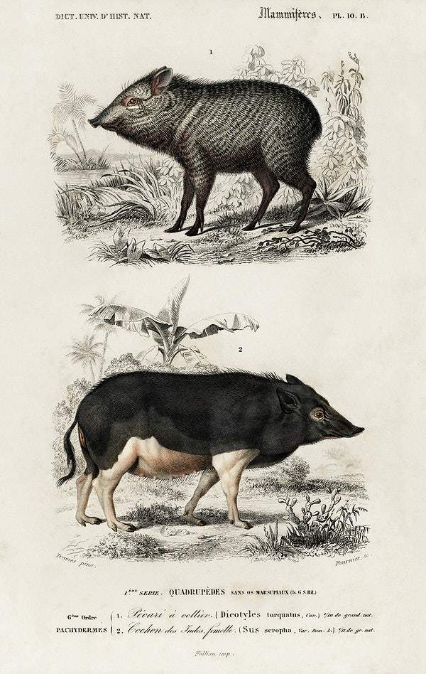 Pecari and Sus scropha illustrated by Charles Dessalines D' Orbigny