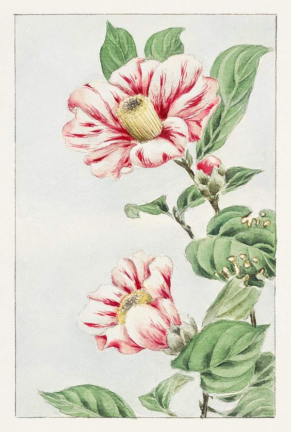 Tsubaki camelia during 1870–1880 by Megata Morikaga
