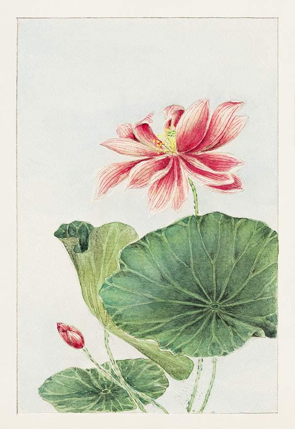 Hasu (lotus) during 1870–1880 by Megata Morikaga