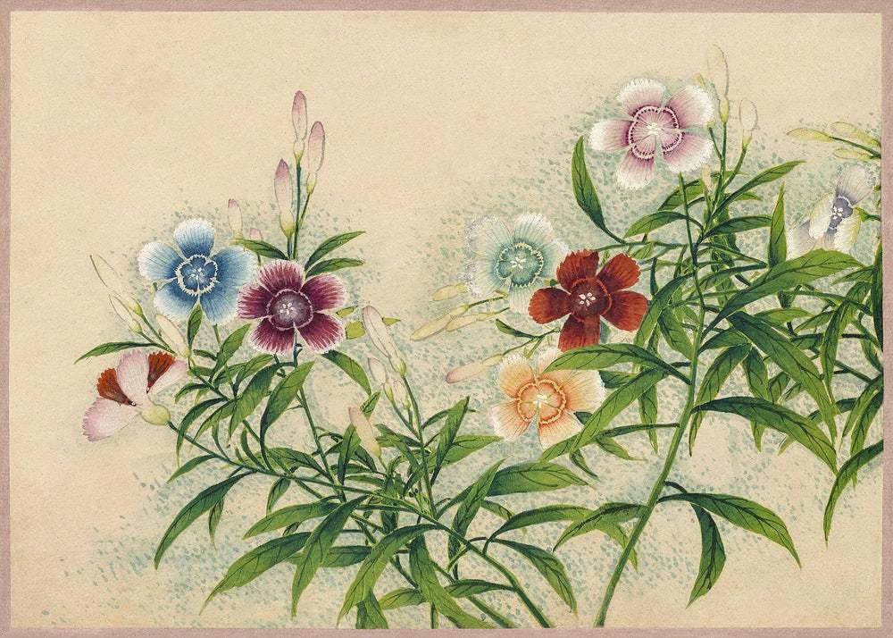 Pinks (18th Century) by Zhang Ruoai