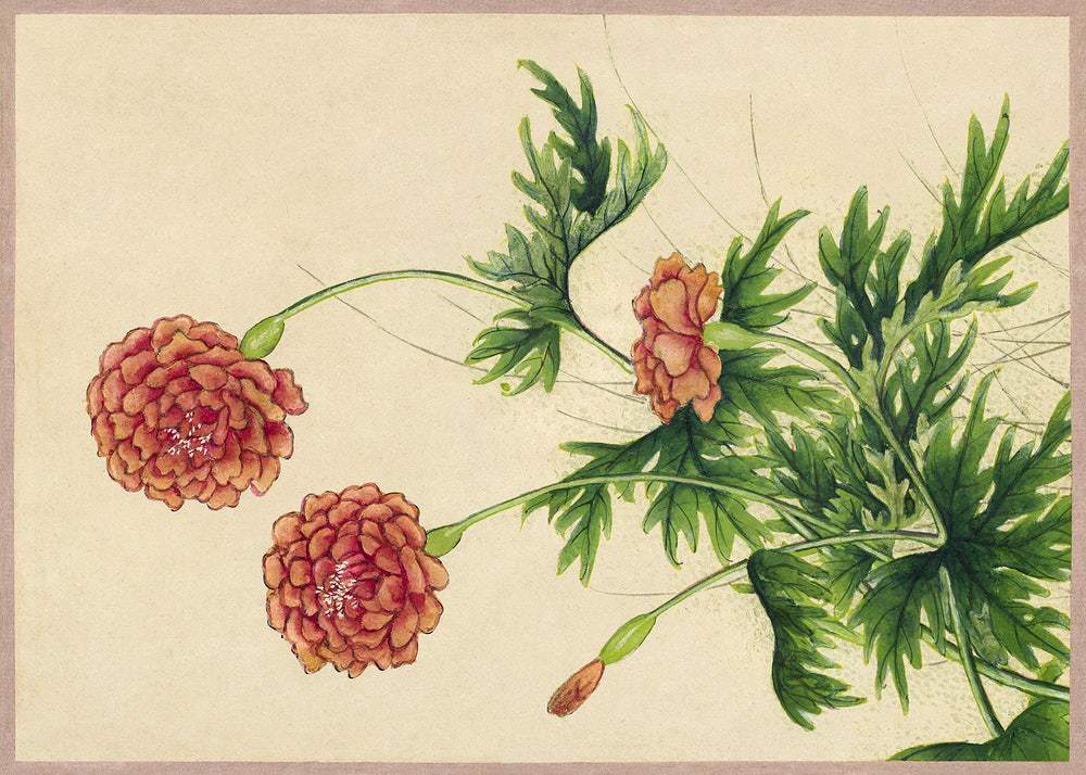 Peony (18th Century) by Zhang Ruoai