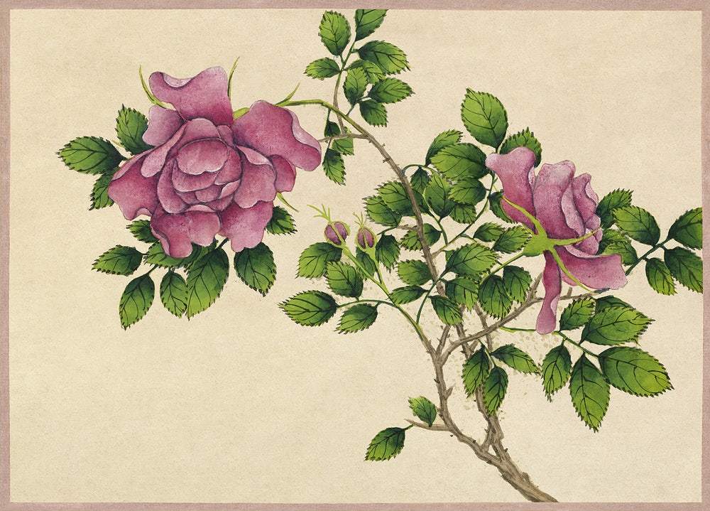 Rose (18th Century) by Zhang Ruoai