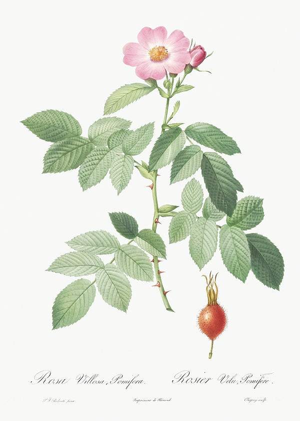 The Apple Rose by Pierre-Joseph Redouté (1817-24)