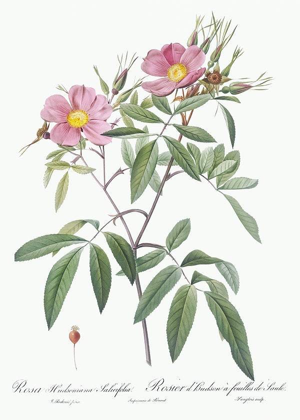 Swamp Rose by Pierre-Joseph Redouté (1817-24)