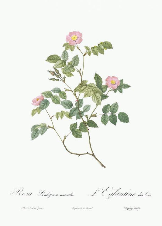 Eglantine also known as Wild Rosehips by Pierre-Joseph Redouté (1817-24)