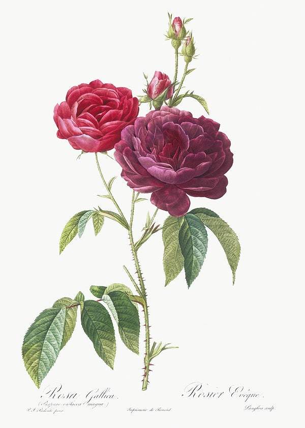 Purple French Rose by Pierre-Joseph Redouté (1817-24)
