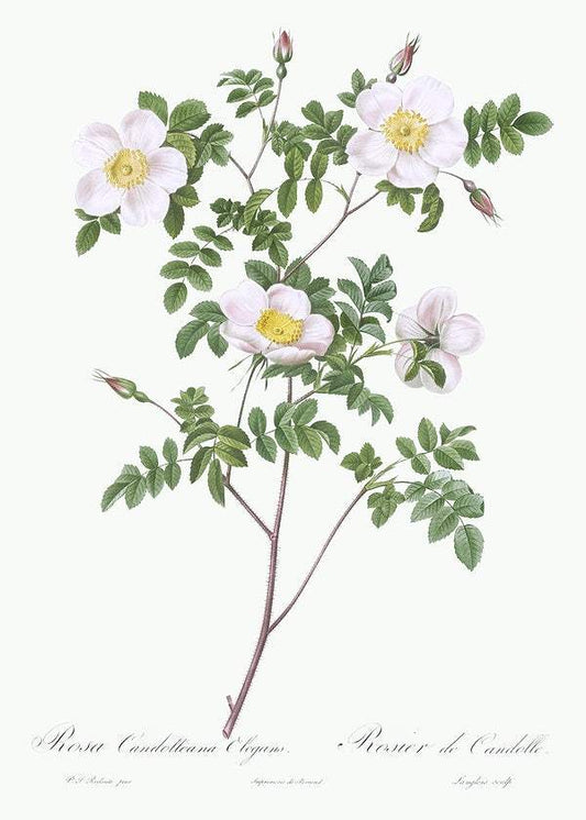 De Candolle's white rose by Pierre-Joseph Redouté (1817-24)
