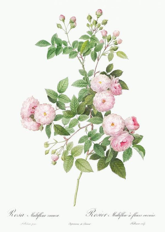 Flesh-Pink Multiflora by Pierre-Joseph Redouté (1817-24)