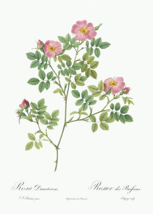 Corymb Rose by Pierre-Joseph Redouté (1817-24)