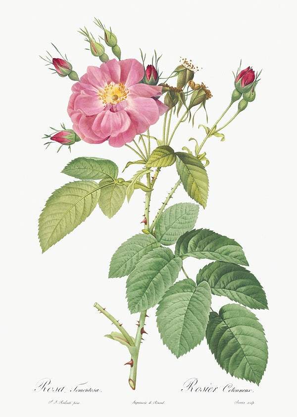 Harsh Downy Rose by Pierre-Joseph Redouté (1817-24)