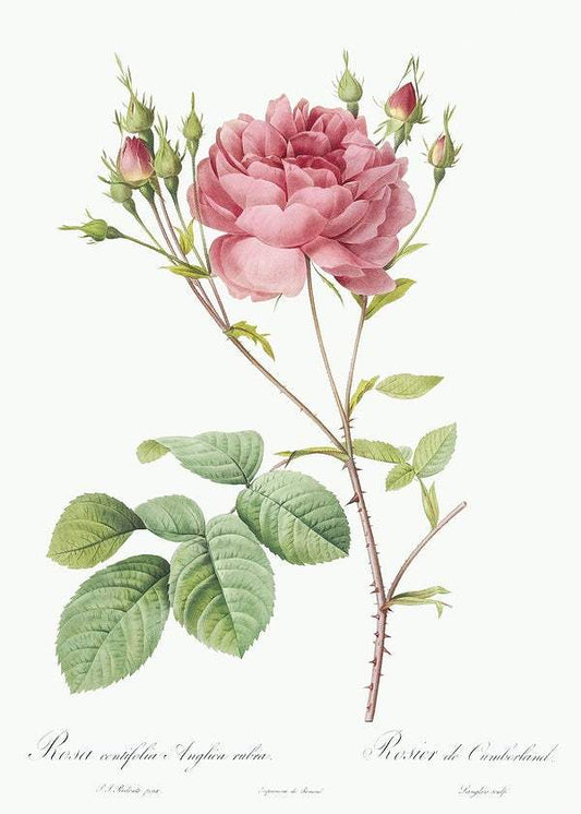 Cumberland Rose by Pierre-Joseph Redouté (1817-24)