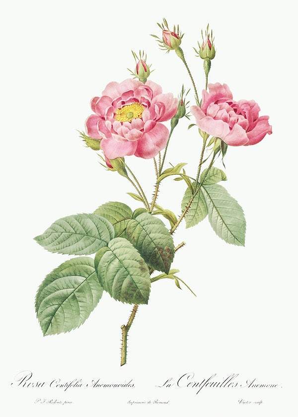 Rosa centifolia anemonoides by Pierre-Joseph Redouté (1817-24)