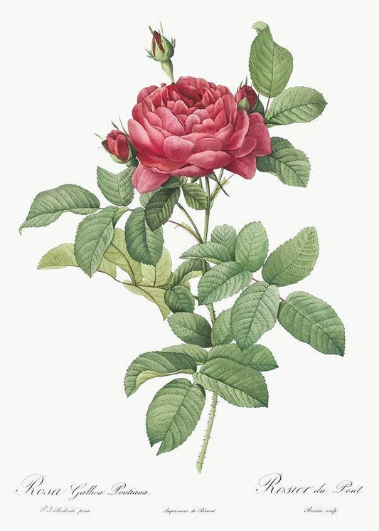Gallic Rose by Pierre-Joseph Redouté (1817-24)